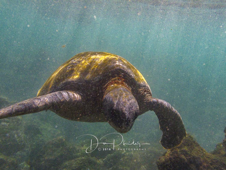 234 Galapagos 2018 20180420-IMG_9781