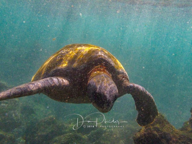 234 Galapagos 2018 20180420-IMG_9781