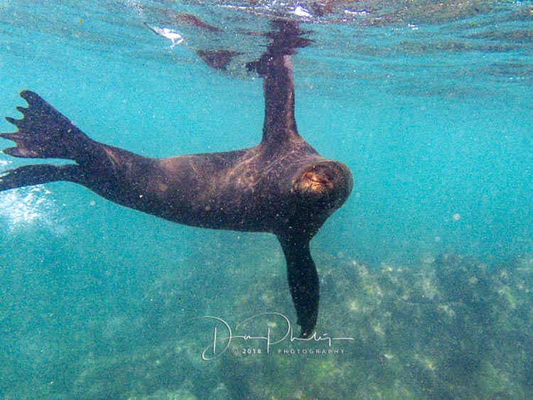 236 Galapagos 2018 20180420-IMG_9786