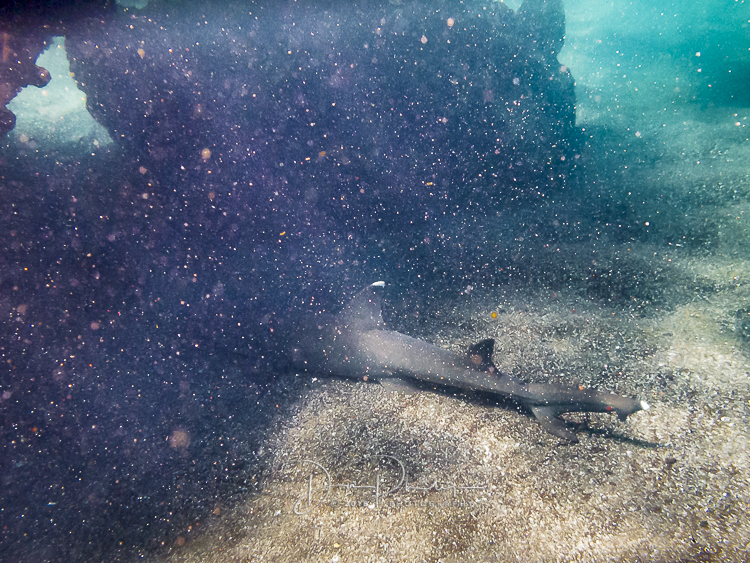 742 Galapagos 20180422-IMG_1090