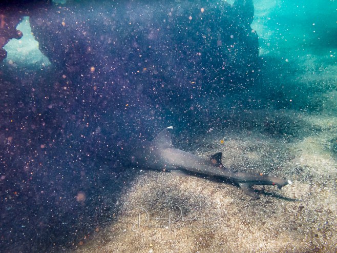 742 Galapagos 20180422-IMG_1090