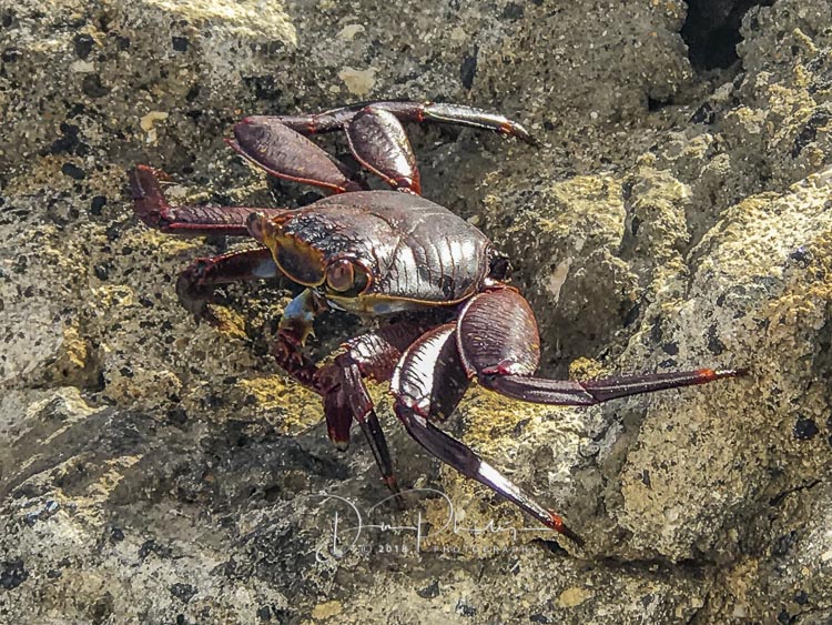 105 Galapagos 2018 20180618-IMG_1735