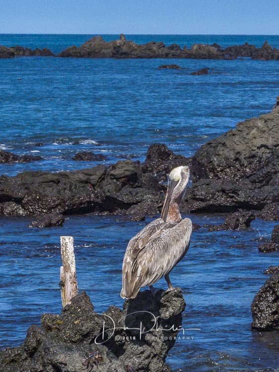 231 Galapagos 2018 20180420-IMG_9721.jpg
