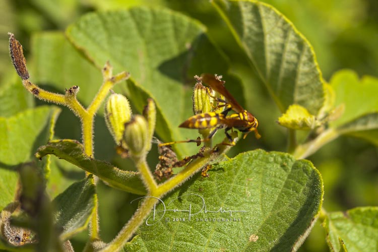 281 Galapagos 2018 20180620-_MG_1217