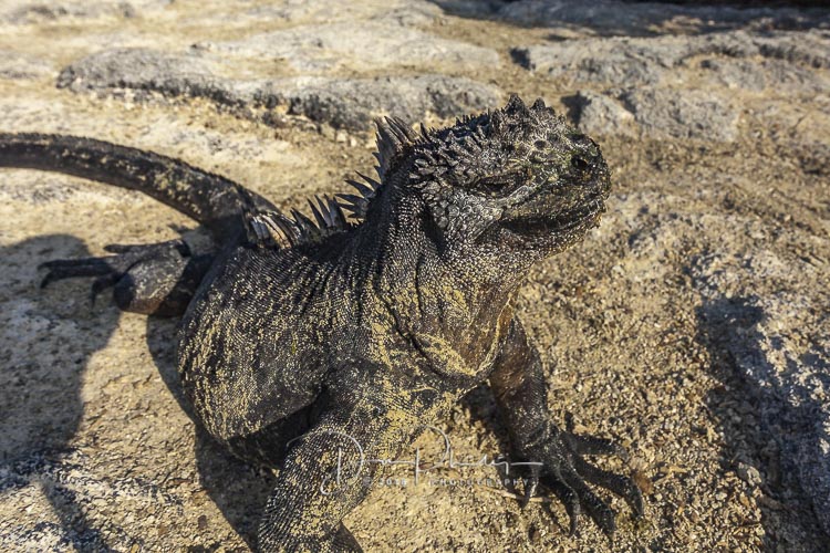 284 Galapagos 2018 20180620-_MG_1289