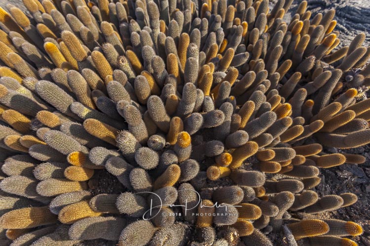 286 Galapagos 2018 20180620-_MG_1304