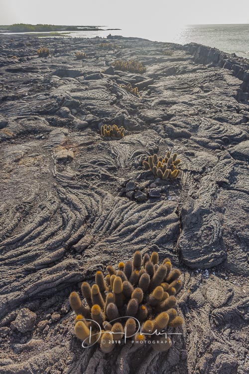 287 Galapagos 2018 20180620-_MG_1310