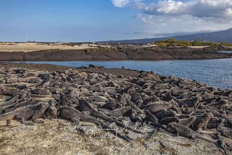 288 Galapagos 2018 20180620-_MG_1341