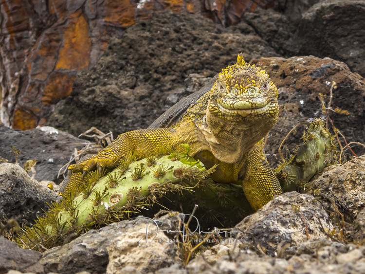 988 Day 9 Galapagos 2018 20180624-IMG_1898